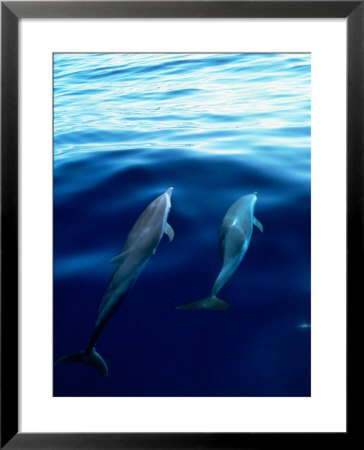 Overview Of Dolphins Swimming Underwater by Stuart Westmoreland Pricing Limited Edition Print image