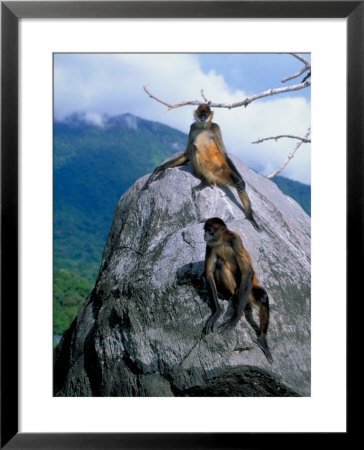 2 Monkeys, Isla De Ometempe In Lake Nicaragua by Koa Kahili Pricing Limited Edition Print image
