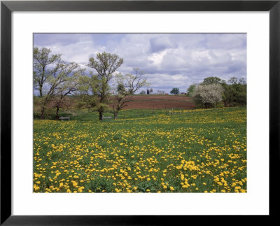 Yellow Dandelions In Spring, Monroe Co, Wi by Joseph Fire Pricing Limited Edition Print image