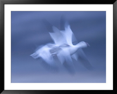 Snow Goose, (Anser Caerulescens), Bosque Del Apache, Soccoro, New Mexico, Usa by Thorsten Milse Pricing Limited Edition Print image