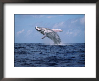 Humpback Whale Breaching, Tonga, South Pacific Ocean by Doug Perrine Pricing Limited Edition Print image