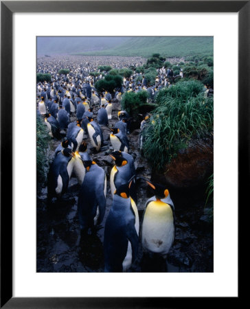 King Penguins (Aptenodytes Patagonicus) At Lusitania Bay Rookery, Macquarie Island, Antarctica by Grant Dixon Pricing Limited Edition Print image