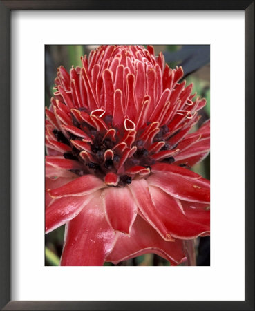 Ginger Flower In Bloom, Napo River Region, Peru by Gavriel Jecan Pricing Limited Edition Print image