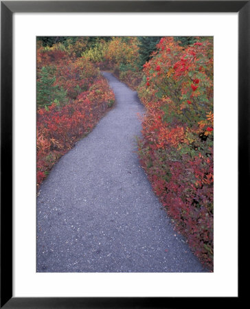 Picture Lake Trail With Huckleberry And Elderberry Bushes, Heather Meadows, Washington, Usa by Jamie & Judy Wild Pricing Limited Edition Print image