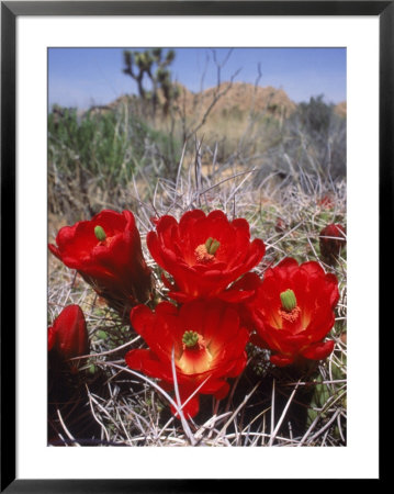 Joshua Tree, Ca, Cactus Flower by Mark Gibson Pricing Limited Edition Print image