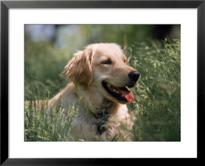 Golden Retriever by Frank Siteman Pricing Limited Edition Print image