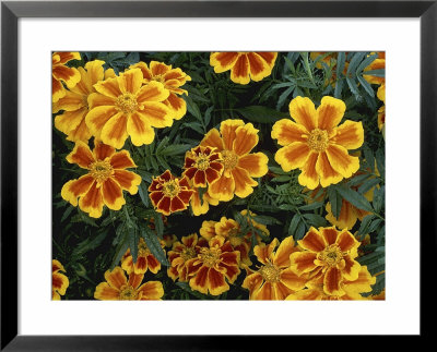 Tagetes Moll Flanders Marigold by Bob Challinor Pricing Limited Edition Print image