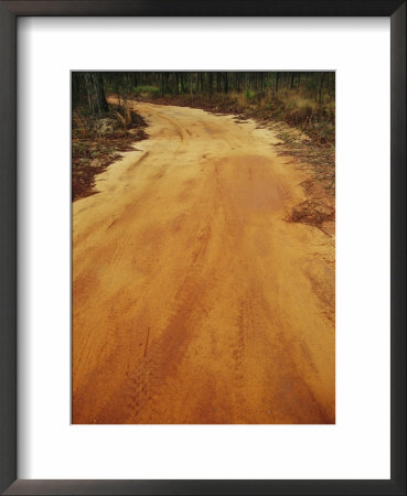 A Dirt Road Traveling Through A Forest by Raymond Gehman Pricing Limited Edition Print image