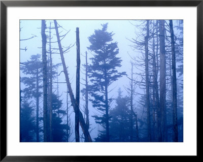 Spruce Trees In Cloud, Great Smoky Mountains National Park, United States Of America by Richard I'anson Pricing Limited Edition Print image