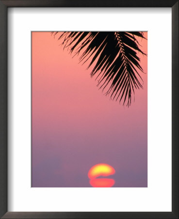 Palm Frond Silhouetted At Sunset, U.S.A. by Ann Cecil Pricing Limited Edition Print image