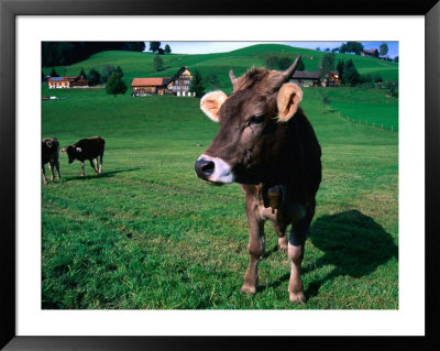 Cows On Pasture, Appenzel Innerhoden, Switzerland by Martin Moos Pricing Limited Edition Print image