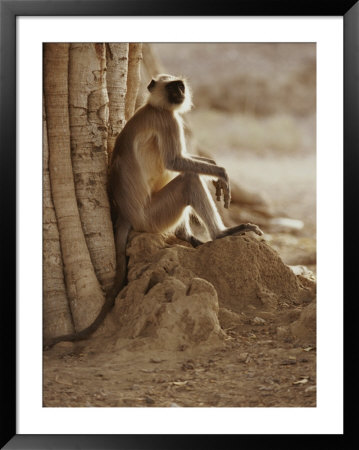 Hanuman Langur Resting Under A Banyan Tree by Jason Edwards Pricing Limited Edition Print image
