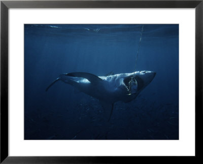 Great White Shark, Swallowing Bait, South Australia by Gerard Soury Pricing Limited Edition Print image