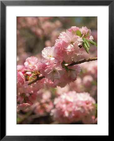 Cherry Tree Blossoms by Len Delessio Pricing Limited Edition Print image