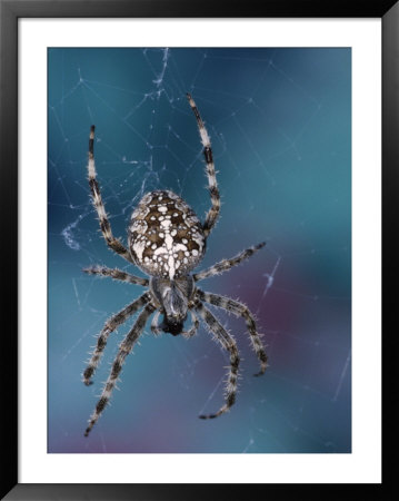 Spider On Web by Fogstock Llc Pricing Limited Edition Print image