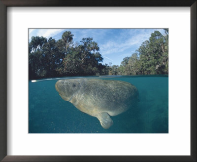 Dwest Indian Manatee, Split Level, Homosassa River, Florida, Usa by Jurgen Freund Pricing Limited Edition Print image