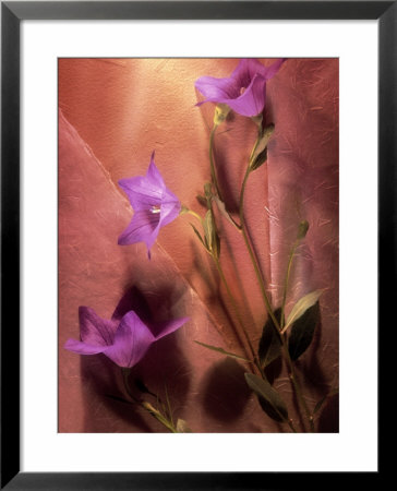 Purple Balloon Flowers by Eric Kamp Pricing Limited Edition Print image