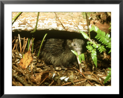 North Island Brown Kiwi, Kiwi Hide During The Day, New Zealand by Robin Bush Pricing Limited Edition Print image