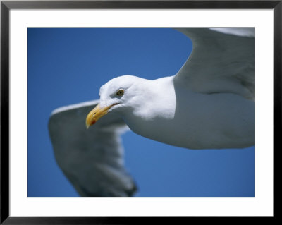 Close-Up Of Seagull Soaring Above With Wings Outstretched by Todd Gipstein Pricing Limited Edition Print image