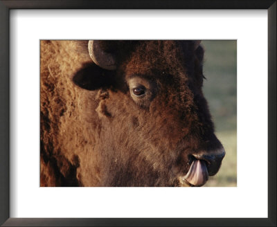 An American Bison Cleans Its Nose With Its Tongue by Annie Griffiths Belt Pricing Limited Edition Print image