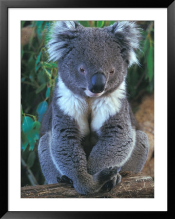 Koala, Australia by John & Lisa Merrill Pricing Limited Edition Print image