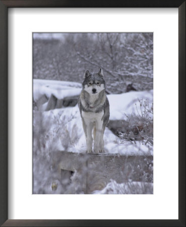 Churchill, Northern Manitoba, Canada In Winter by Keith Levit Pricing Limited Edition Print image