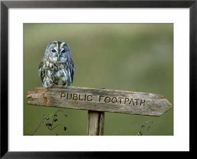 Tawny Owl, Perched On Public Footpath Sign, Scotland by Mark Hamblin Pricing Limited Edition Print image