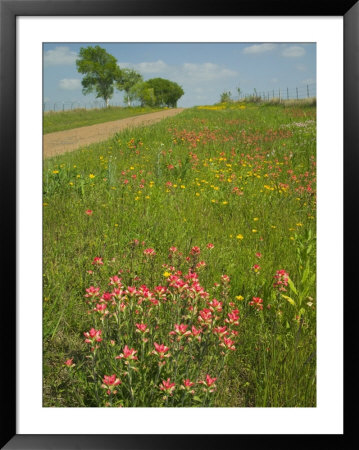 Paint Brush And Dirt Road, Cuero, Texas, Usa by Darrell Gulin Pricing Limited Edition Print image