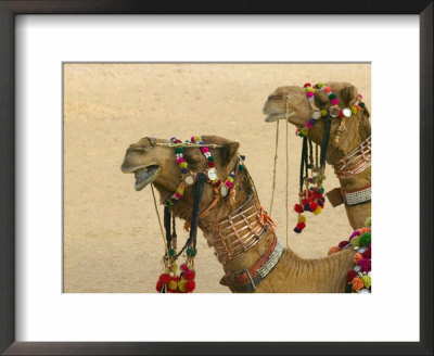 Decorated Camel In The Thar Desert, Jaisalmer, Rajasthan, India by Keren Su Pricing Limited Edition Print image