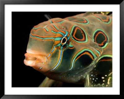 A Close-Up View Of A Tropical Fish by George Grall Pricing Limited Edition Print image