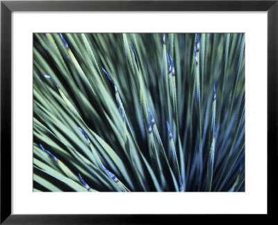 Dasylirion Wheeleri, Agave, St. Croix by Walter Bibikow Pricing Limited Edition Print image