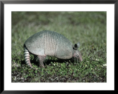 Nine-Banded Armadillo by Timothy O'keefe Pricing Limited Edition Print image
