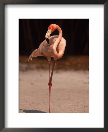 Pink Flamingo Standing by Larry Lipsky Pricing Limited Edition Print image