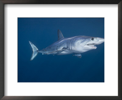 Shortfin Mako Shark, And Pilot Fish, King Bank, North Island, New Zealand, South Pacific Ocean by Doug Perrine Pricing Limited Edition Print image