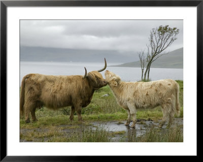 Highland Cows Courting And Grooming, Scotland by Ellen Anon Pricing Limited Edition Print image