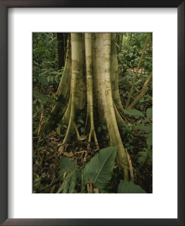 Close View Of Tree Roots In A Rain Forest, Costa Rica by Michael Melford Pricing Limited Edition Print image
