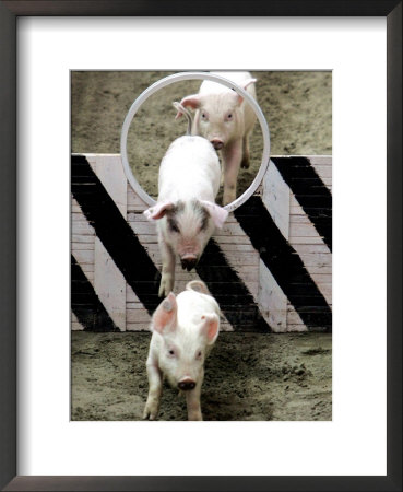 Pigs Compete The Obstacle Race At Pig Olympics Thursday April 14, 2005 In Shanghai, China by Eugene Hoshiko Pricing Limited Edition Print image