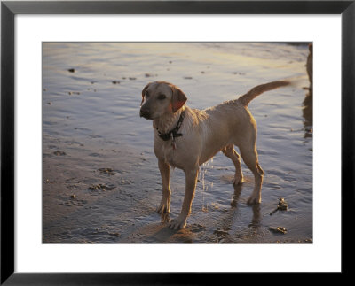 A Dog Waits For A Ball To Be Thrown Into The Ocean by Stacy Gold Pricing Limited Edition Print image