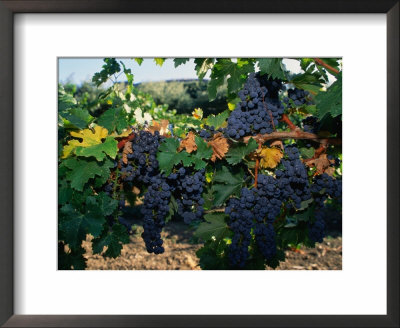 Grapes Growing At Mirassou Vineyards, San Jose, Usa by John Elk Iii Pricing Limited Edition Print image