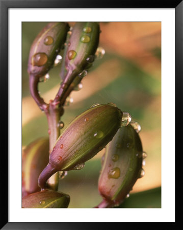 Orchid With Dew, San Francisco, Ca by Jerry Koontz Pricing Limited Edition Print image
