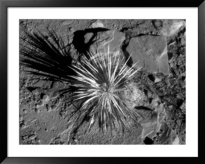 Black And White Infrared Image Of Plant And Rocks, Co, Nm by Susan A. Quinn Pricing Limited Edition Print image