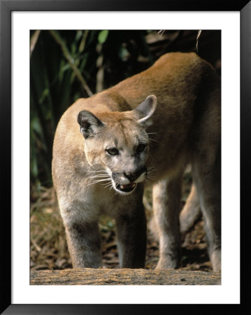 Florida Panther (Felis Concolor), Fl by Elizabeth Delaney Pricing Limited Edition Print image