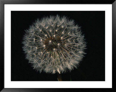 Close-Up Of A Dandelion That Has Gone To Seed by Brian Gordon Green Pricing Limited Edition Print image
