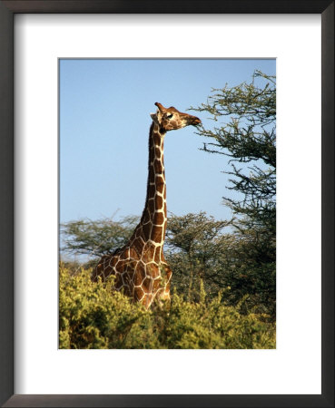 Reticulated Giraffe Eating Acacia, Samburu, Kenya by Michele Burgess Pricing Limited Edition Print image