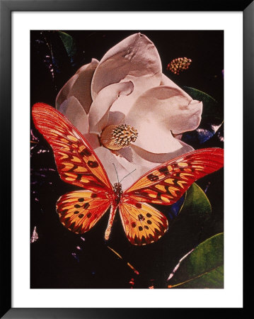 Magnolia Blossom And Butterfly by Scott Berner Pricing Limited Edition Print image
