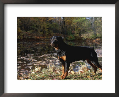 Rottweiler Dog, Illinois, Usa by Lynn M. Stone Pricing Limited Edition Print image