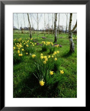 Narcissus (Daffodil) And Crocus Planted In Drifts Among The (Betula) Silver Birch Trees by David Dixon Pricing Limited Edition Print image