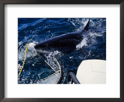 Great White Shark, Biting Cage, S.Africa by Gerard Soury Pricing Limited Edition Print image