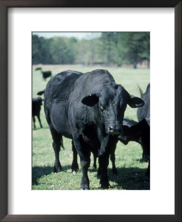 Bragus Bull by Ray Hendley Pricing Limited Edition Print image