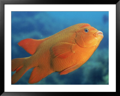 Garibaldi, California by Wayne Brown Pricing Limited Edition Print image